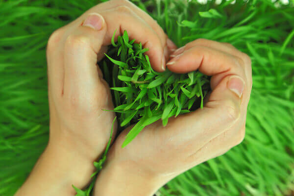 Tips on Identifying Turfgrass Diseases