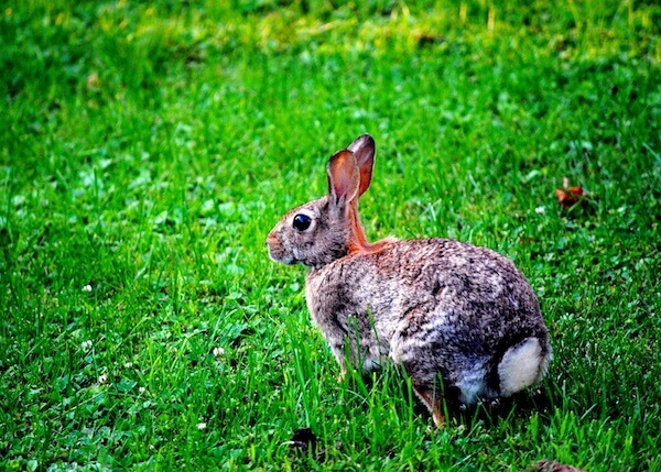 World Greener: Attracting Wildlife to Your Florida-Friendly Lawn