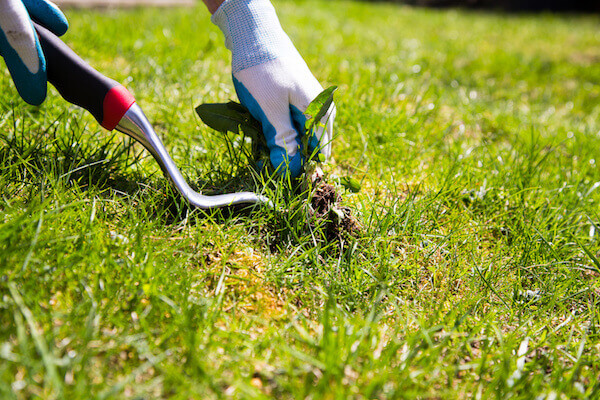 A garden gloved hand manually pulls a weed from the grass with the help of a weed pulling tool.