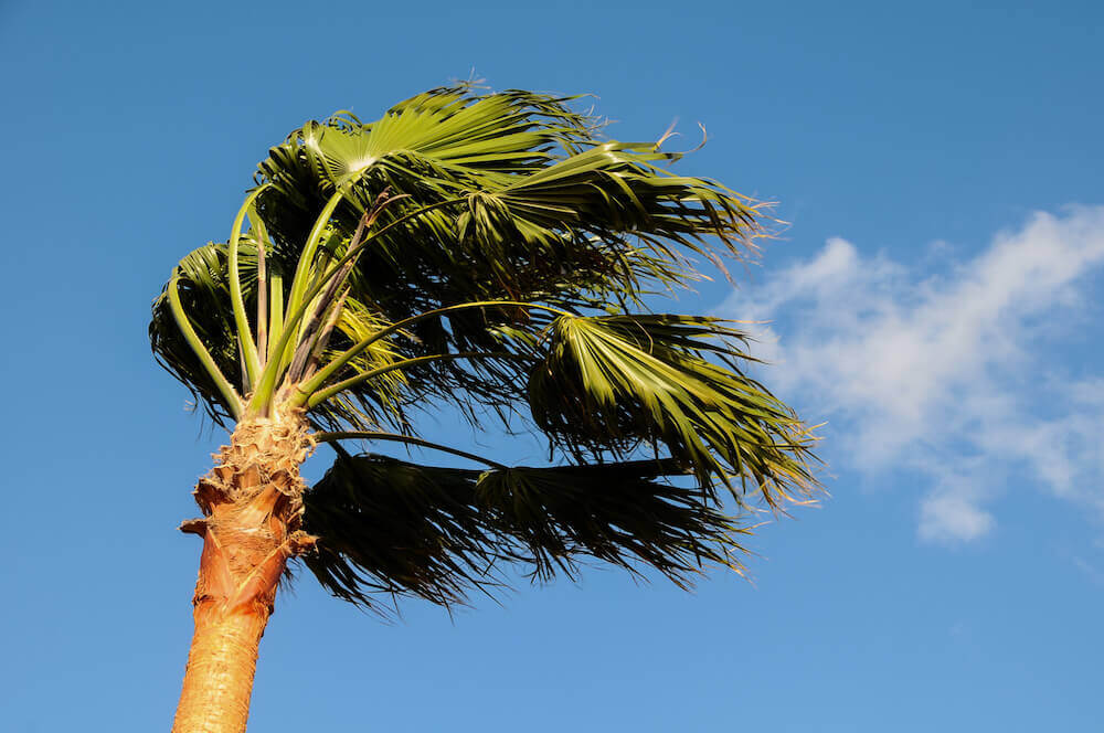 Caring for Your Florida-Friendly Palm Trees after a Storm