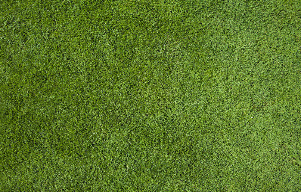 Green grass texture
