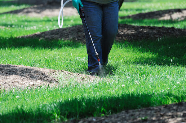 Controlling Florida Betony for a Florida-Friendly Lawn