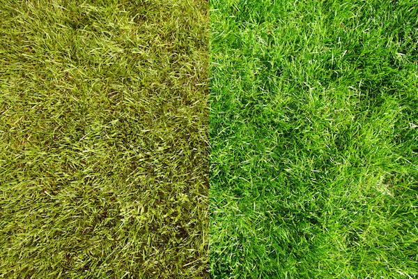Beautiful  fresh green grass in the garden.