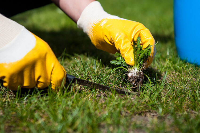 Spring Fertilization for Florida Lawns