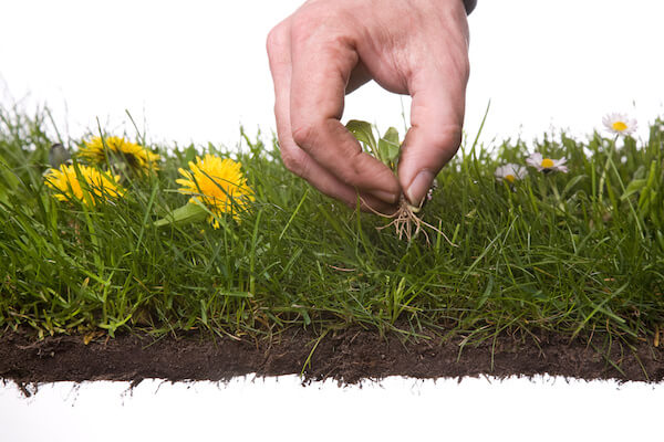 dirty hand weeding ,isolated on white background