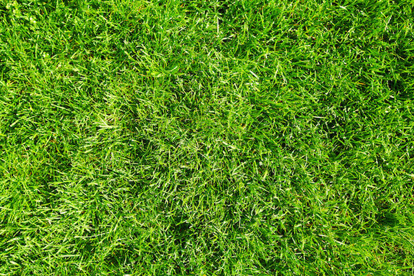 Beautiful  fresh green grass in the garden.
