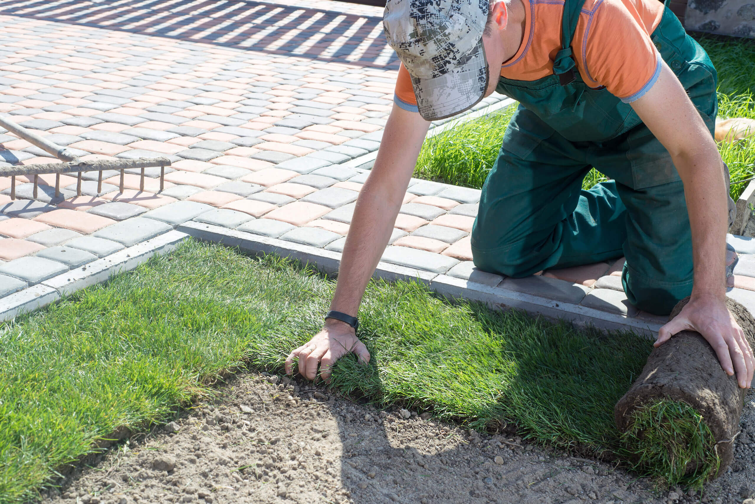 Natural Grass Turf Professional Installer. Gardener Installing Natural Grass Turfs Creating Beautiful Lawn Field.