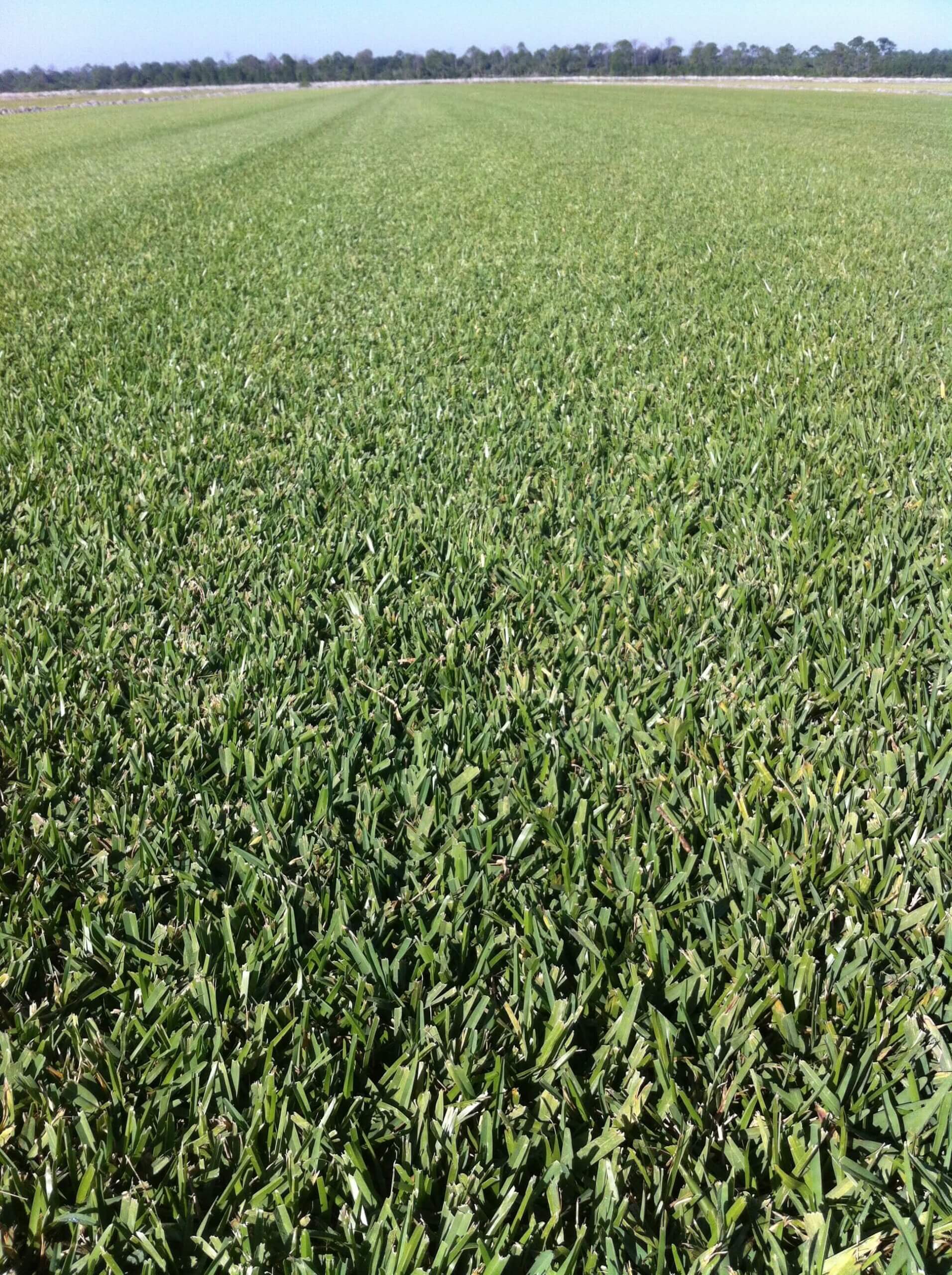 Different type of St. Augustine grass in Florida.