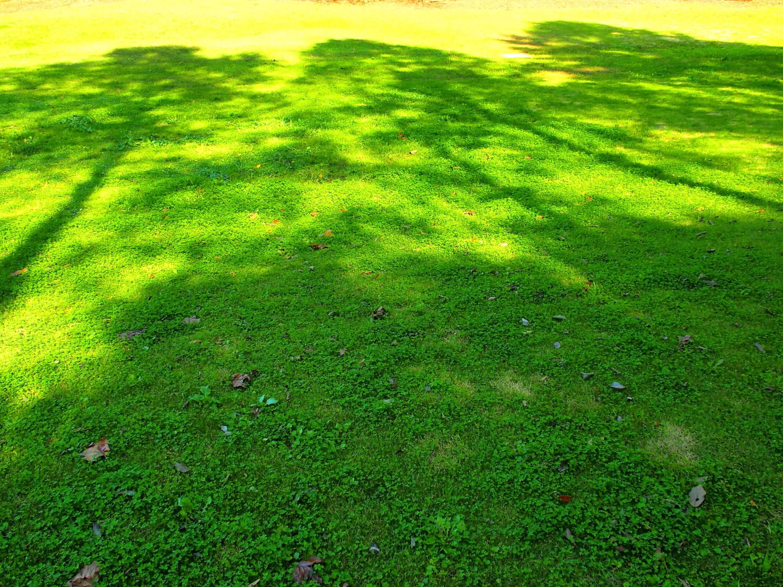 Photo of lawn in shady area covered in grass.