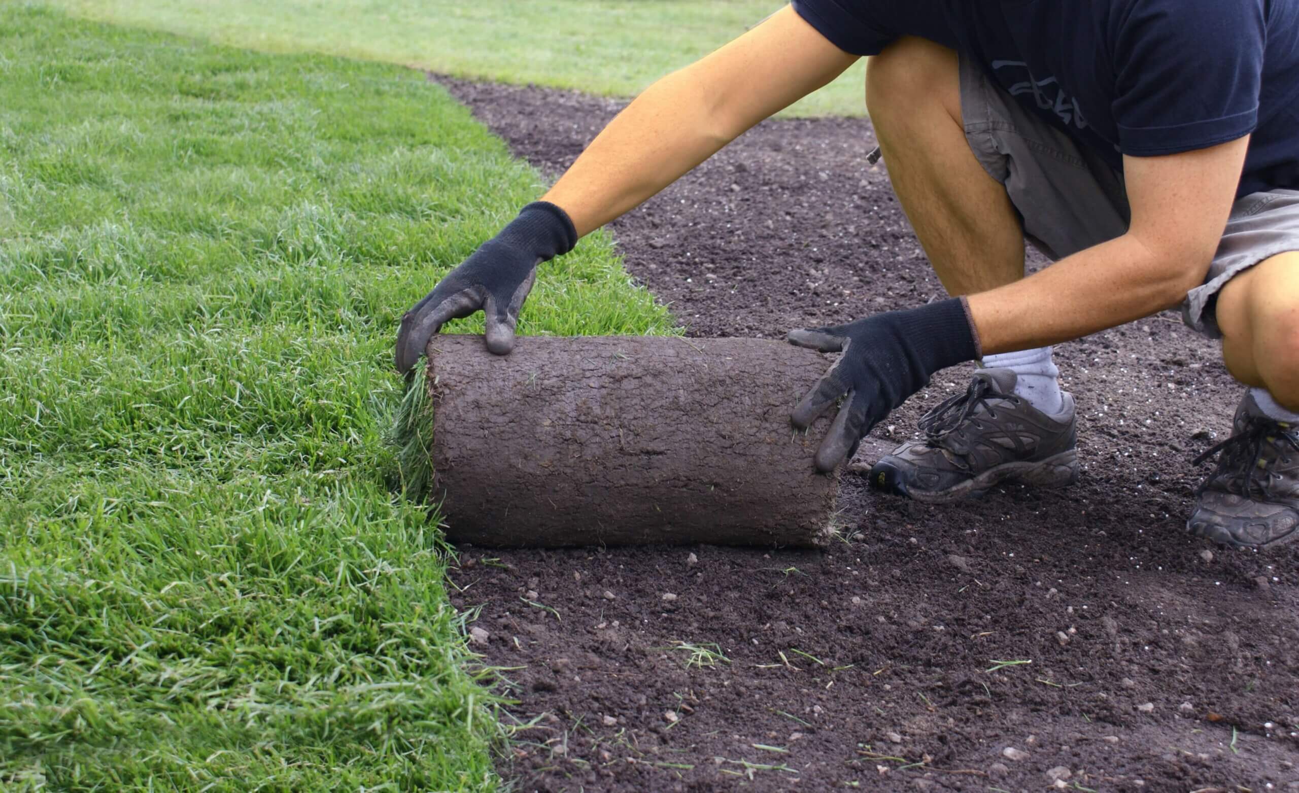 Homeowner is placing and laying sod in home lawn. 
