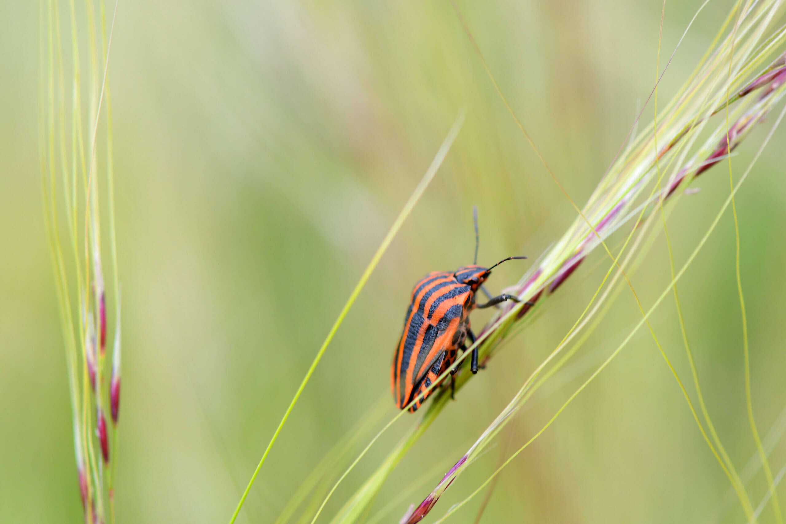 Chinch Bug on green leaves