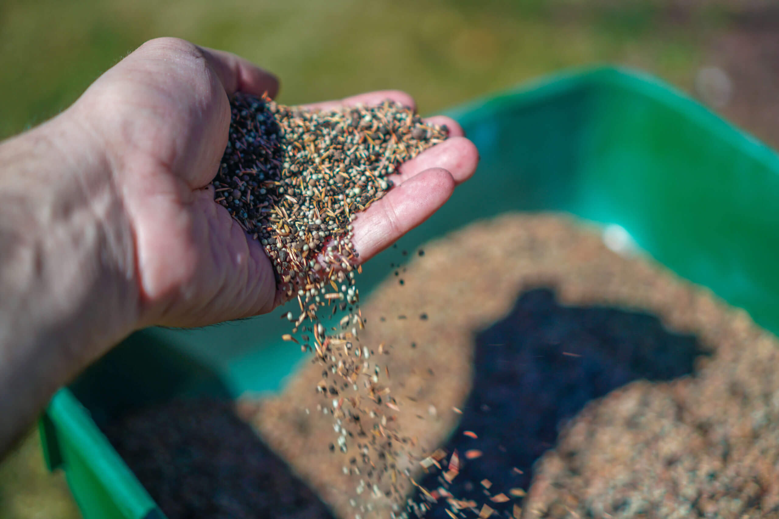 Fertilizer. Fertilize lawn. hands of man and woman holding lawn seeds