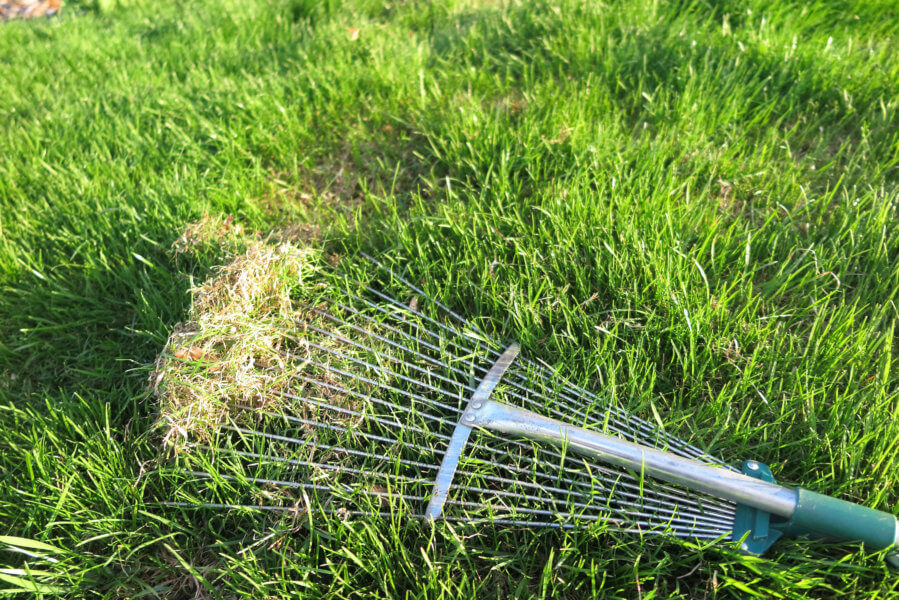 The Importance of Dethatching and Aeration