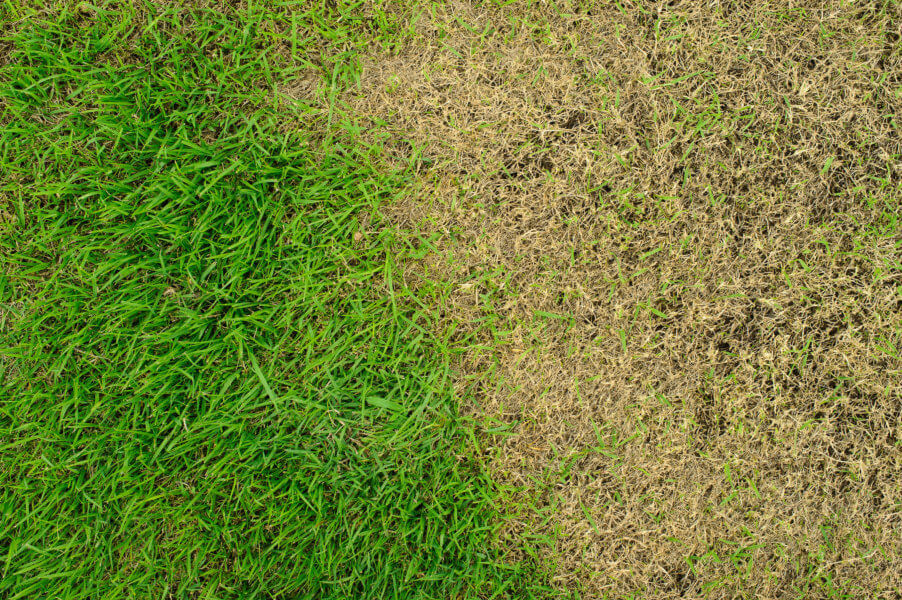 Common Florida Lawn Problems and Treatment