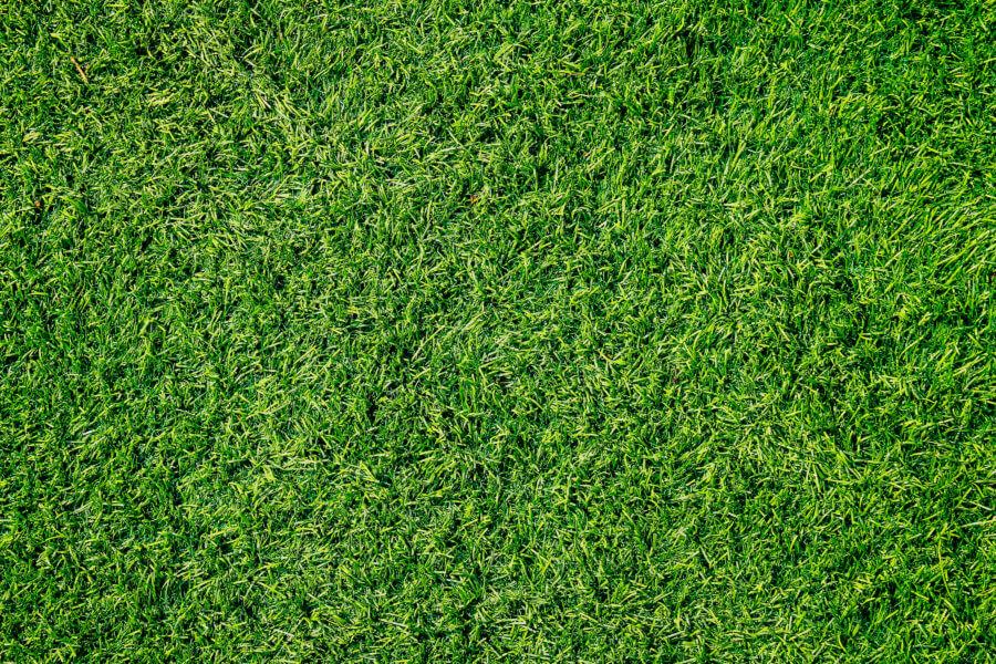 grass varieties