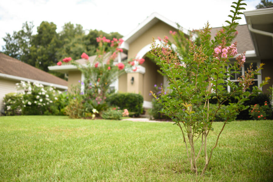 Florida lawn