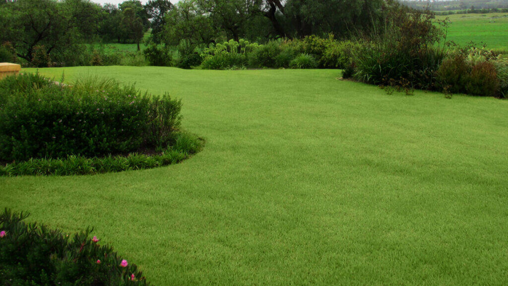 Zoysia