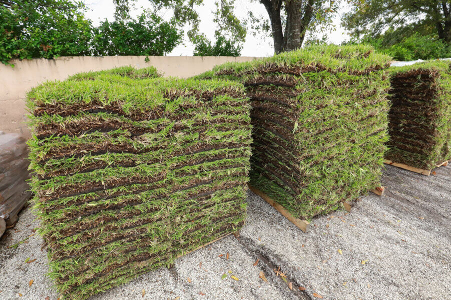 Pallets of St. Augustine sod waiting to be sold.