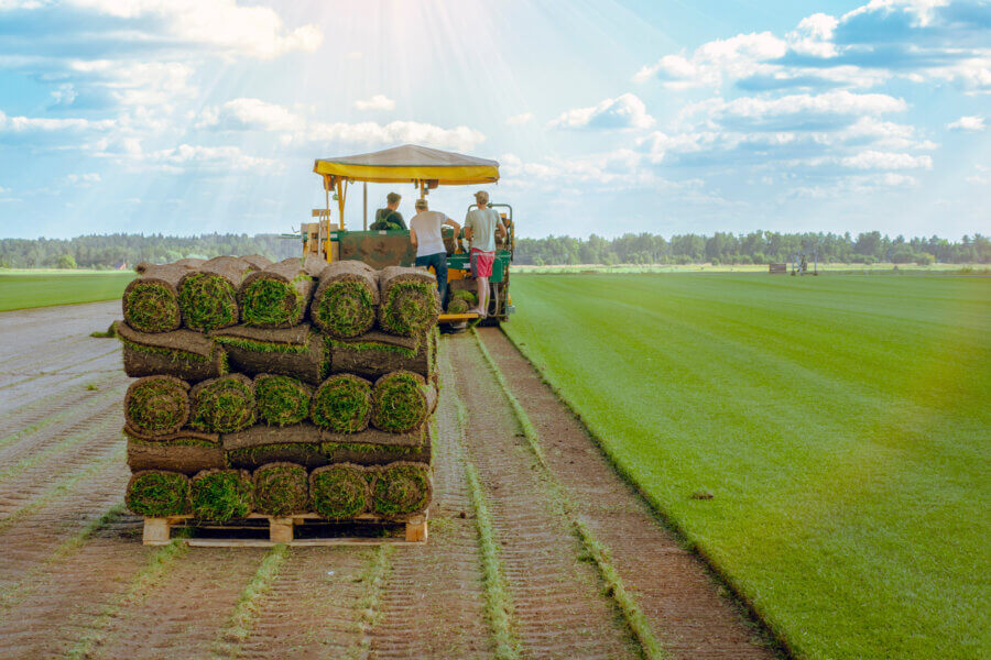 Workers cut and stacked on pallets on the turf sod farm. Rolled lawn, green grass.