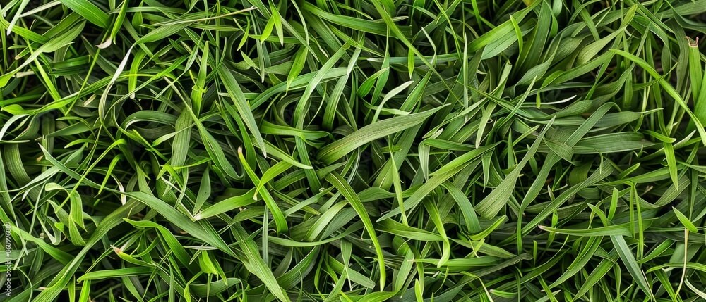 The Benefits of Bahiagrass Sod: Thriving in Florida’s Unique Environment